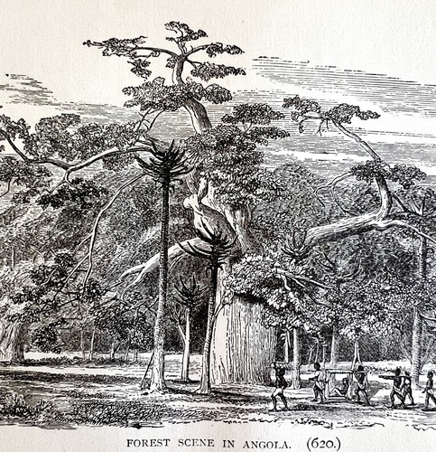 Angola forest scene tribe 1890 - angola,