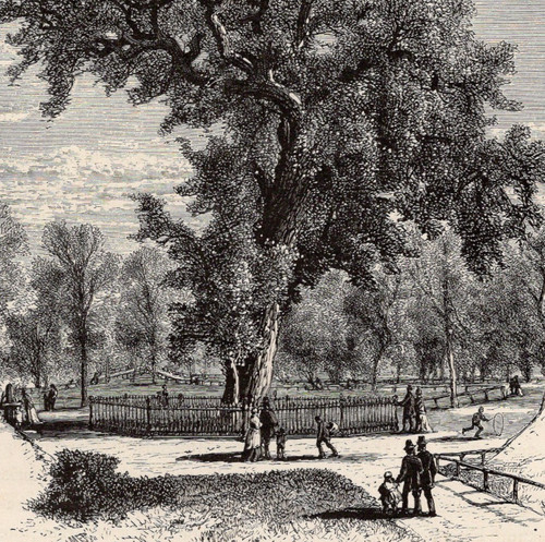 Old elm tree boston - old, common